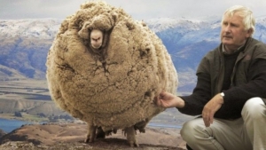 Το πρόβατο που <br> κρυβόταν 6 χρόνια <br> για να μην κουρευτεί