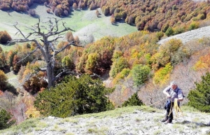Το παλαιότερο δέντρο <br> της Ευρώπης είναι <br> 1230 ετών (εικόνες)