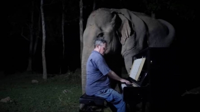 Πιανίστας αφιερώνει <br> τη μουσική του <br> στους ελέφαντες (vid)