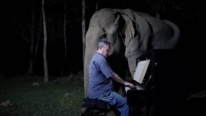 Πιανίστας αφιερώνει  τη μουσική του  στους ελέφαντες (vid)