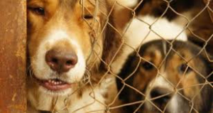Ραφήνα Ασφαλή  τα σκυλάκια του  καταφυγίου