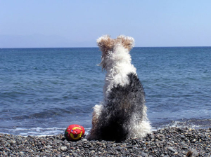 Οι 6 οδηγίες που δεν <br> ξεχνάτε όταν παίρνετε <br> το σκυλί στη θάλασσα