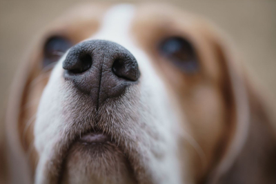 Η υγεία ενός σκυλιού <br> φαίνεται από την <br> υγρή μύτη του