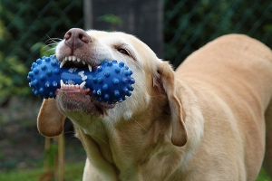 Οι 8 απαντήσεις <br> για τα δόντια <br> των σκυλιών
