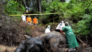 Συνεχίζεται η δολοφονία <br> ελεφάντων για <br> το ελεφαντόδοντο