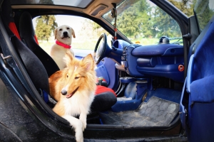 Ταξίδι στο αυτοκίνητο <br> μαζί με τον <br> σκύλο. Οδηγίες.
