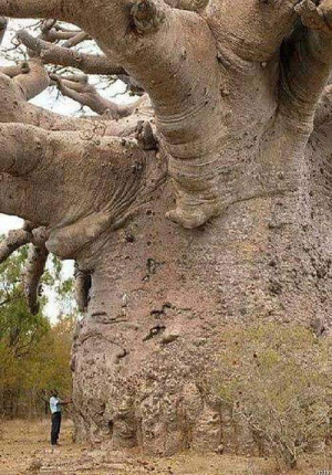 Το αρχαιότερο και <br> μεγαλύτερο δέντρο <br> του πλανήτη (εικόνα)