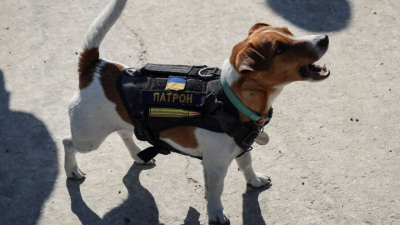 Μετάλλιο γενναιότητας <br> στο σκυλάκι που βρίσκει <br> νάρκες στην Ουκρανία