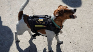 Μετάλλιο γενναιότητας  στο σκυλάκι που βρίσκει  νάρκες στην Ουκρανία