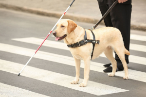 Σήμερα η παγκόσμια <br> ημέρα σκύλων <br> οδηγών τυφλών