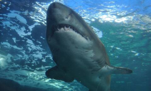 Καρχαρίας  διαμέλισε <br> 68χρονη κολυμβήτρια <br> στην Αίγυπτο (video)