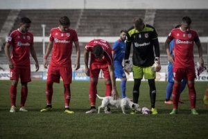 Έκπληξη με σκυλάκι <br> σε ποδοσφαιρικό <br> ματς (εικόνες)
