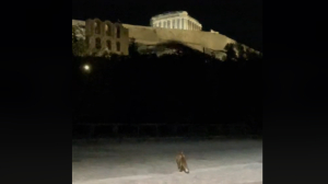 Μια αλεπουδίτσα <br> βολτάρει κάτω από <br> την Ακρόπολη! (εικόνα)