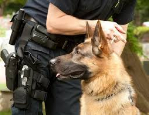 Αστυνομικοί σκύλοι  εντόπισαν ναρκωτικά  στην Αργολίδα