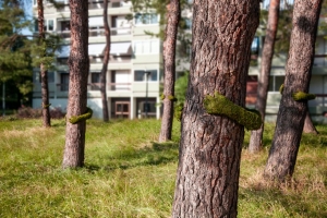 Οικολογικό &#039;&#039;γκράφιτι&#039;&#039; <br> Η &#039;&#039;πράσινη αγκαλιά&#039;&#039; <br> στα δέντρα (εικόνα)