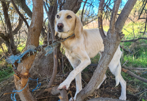 Κτήνος αλυσόδεσε <br> σκυλάκι σε ερημικό <br> δάσος κι εξαφανίστηκε
