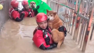 Πυροσβέστες έσωσαν <br> σκυλάκια από κλινική <br> που πλημμύρισε (εικόνα)
