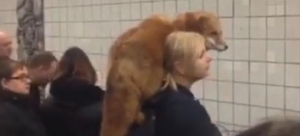 Γυναίκα στο μετρό <br> με αλεπού στην <br> αγκαλιά (βίντεο)