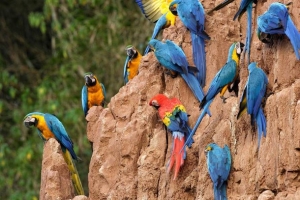 Ο βράχος του πλανήτη  που  λατρεύουν οι  πολύχρωμοι παπαγάλοι (εικόνες)