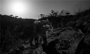 Φωτογράφισε μαύρη <br> λεοπάρδαλη μετά από <br> 100 χρόνια (εικόνα)