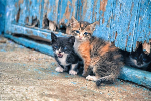Μαραθώνας Τριήμερη <br> δράση για τη στείρωση <br> σε αδέσποτες γάτες