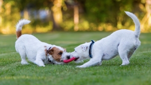 Συμβουλές για να <br> μη μαλώνουν τα <br> σκυλιά στα πάρκα