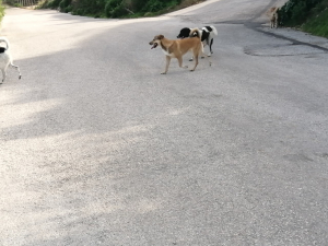 Ραφήνα Τετραμελής <br> σκυλοπαρέα βολτάρει <br> στο Μπλε Λιμανάκι