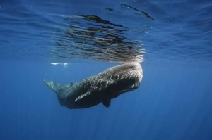 Αυτή είναι η πιο <br> μοναχική φάλαινα <br> των ωκεανών (εικόνα)