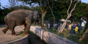 Ο ελέφαντας που ακούει  Σινάτρα ξεκινά νέα  ζωή στην Καμπότζη