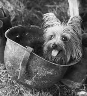 Σμόκι Η άγνωστη ιστορία <br> της σκυλίτσας στρατιώτη <br> στον Β&#039; παγκόσμιο πόλεμο