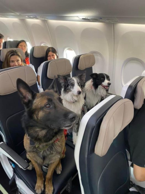 Τα σκυλιά του Ερυθρού <br> Σταυρού επιβάτες <br> πτήσης! (εικόνα)
