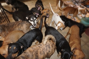 Έσωσε από τον τυφώνα <br> 97 σκυλιά μέσα στο <br> σπίτι της (εικόνα)