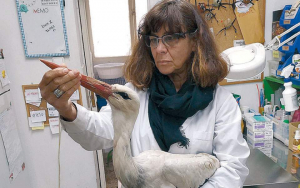 Η Ελληνίδα γιατρός <br> που σώζει ζώα και <br> την εποχή του ιού