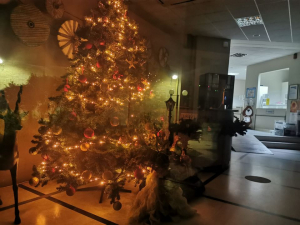Ραφήνα Στολίστηκε το <br> Χριστουγεννιάτικο δέντρο <br> στο δημαρχείο