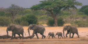 Νέοι ανεξήγητοι <br> θάνατοι ελεφάντων <br> στην Αφρική