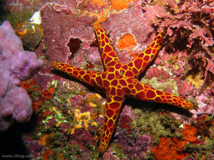 Τα 15 πιο όμορφα <br> θαλάσσια είδη <br> του πλανήτη (εικόνες)
