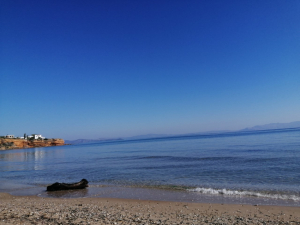 Ραφήνα Η θέση της <br> iselida.gr για τις δύο <br> παραλίες στον δήμο