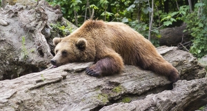 Ο ''Αρκτούρος''  έσωσε μια  παγιδευμένη αρκούδα