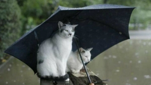 Τοπικές βροχές την <br> Καθαρά Δευτέρα βλέπει <br> ο Σάκης Αρναούτογλου