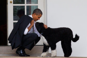 Στον παράδεισο των <br> ζώων ο σκύλος <br> του Μπαράκ Ομπάμα