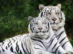 Έκθεση WWF Χάθηκε σε <br> 50 χρόνια το 68% της <br> άγριας ζωής στον πλανήτη