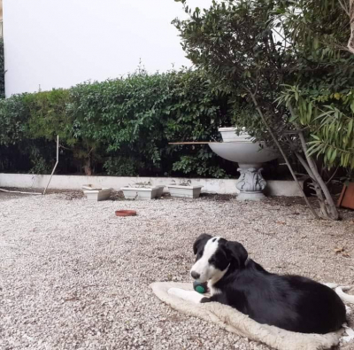 Το θερινό σινεμά στην <br> Αθήνα που φιλοξενεί <br> αδέσποτα σκυλάκια