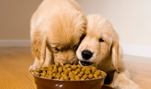 Tα ανθρώπινα <br> φαγητά που δεν <br> τρώει ο σκύλος