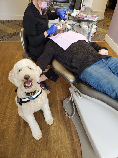 Το σκυλάκι που διώχνει <br> τον φόβο στο <br> οδοντιατρείο! (εικόνα)