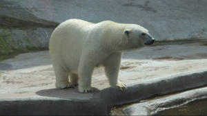 Πολική αρκούδα <br> κατασπάραξε 38χρονο <br>  μέσα στη σκηνή του