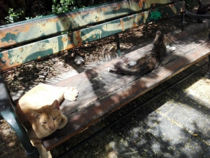 Αραχτές και ωραίες <br> οι δύο γατούλες <br> στο παγκάκι (εικόνα)