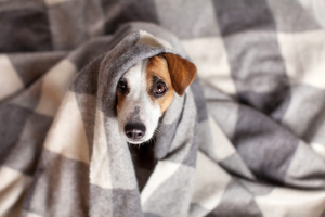 5 συμβουλές για την <br> προφύλαξη του σκυλιού <br> μας από το κρύο