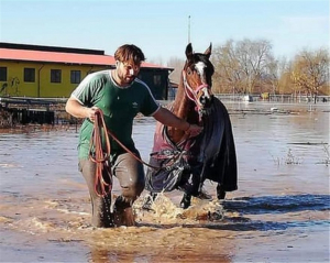 Πρώην βουλευτής <br> έσωσε άλογα <br> από πνιγμό (εικόνα)